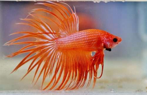 Crowntail Betta