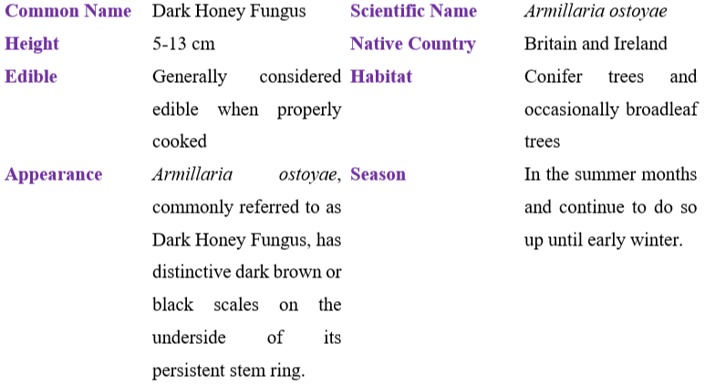 Dark Honey Fungus table
