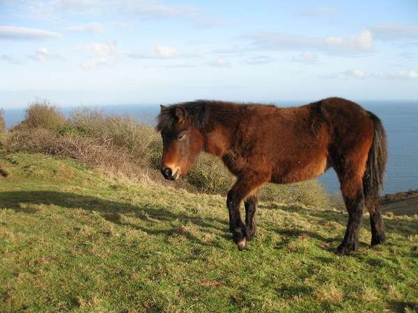 Dartmoor-Ponys