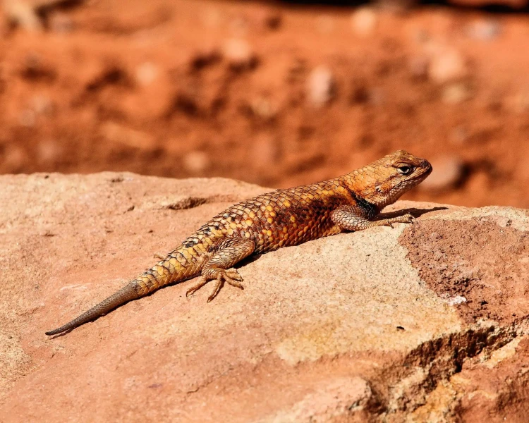 Desert-Spiny Lizard