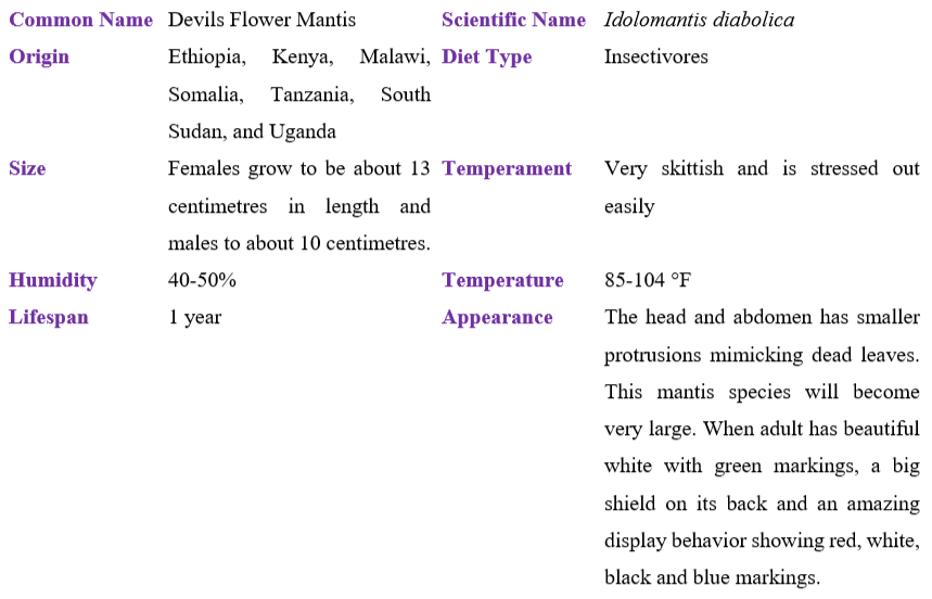 Devils Flower Mantis table