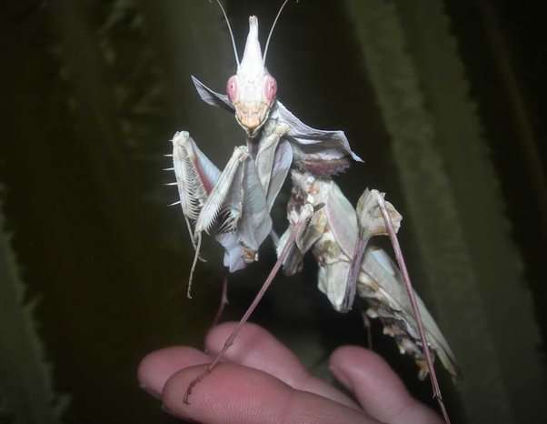 Devils Flower Mantis.