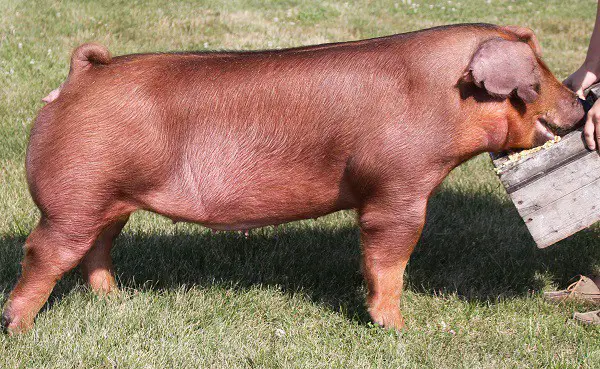 Duroc-Pig