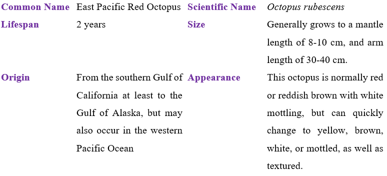 East Pacific Red Octopus table