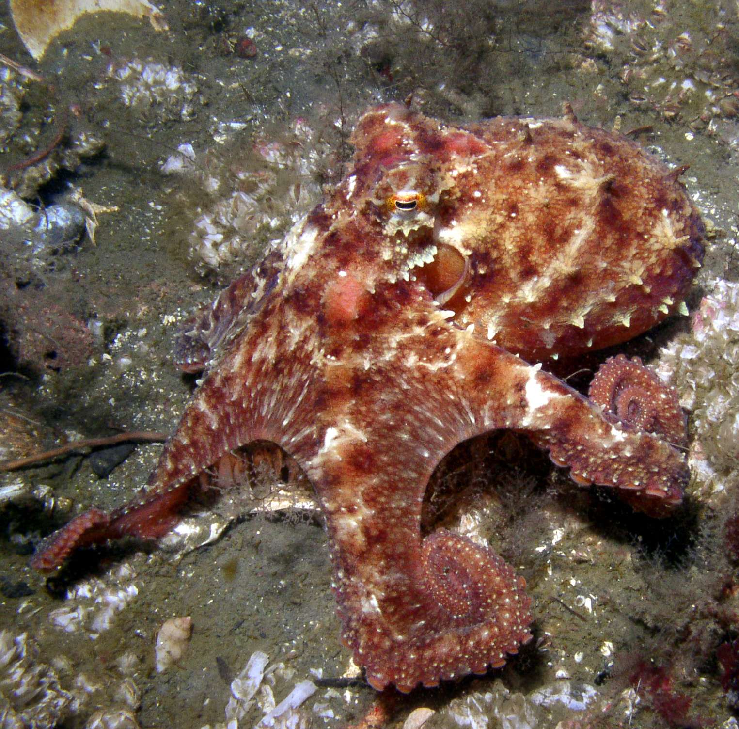 Octopus rubescens, East Pacific Red Octopus, near Whidbey Island