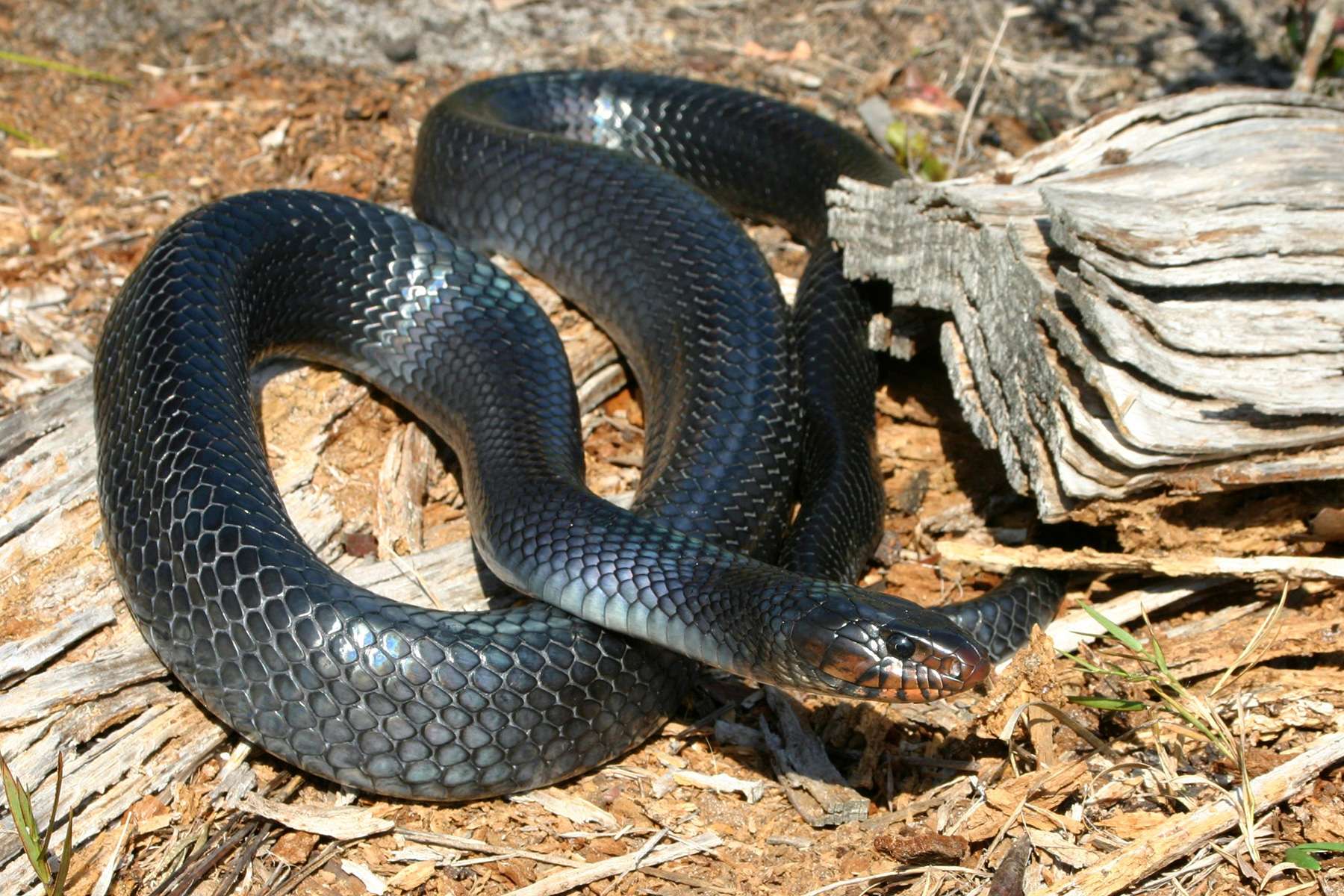 Easterm indigo-snake