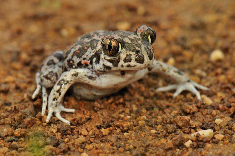 Eastern Spadefoot Toad