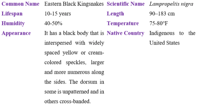 Eastern black kingsnake table