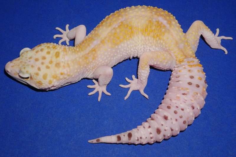 Eclipse Leopard Gecko