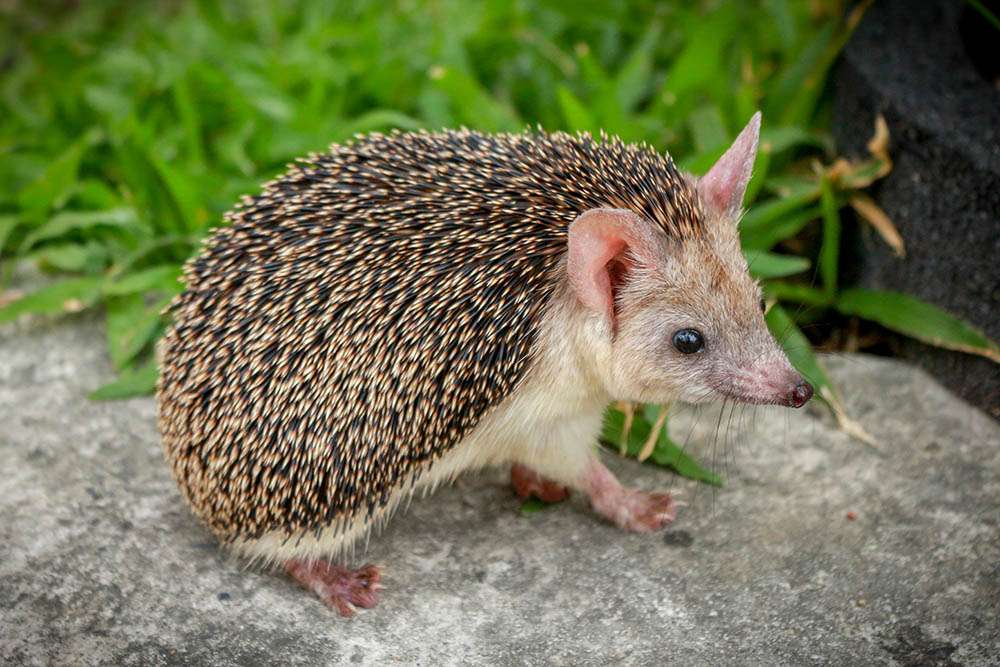 Egyptian-hedgehog