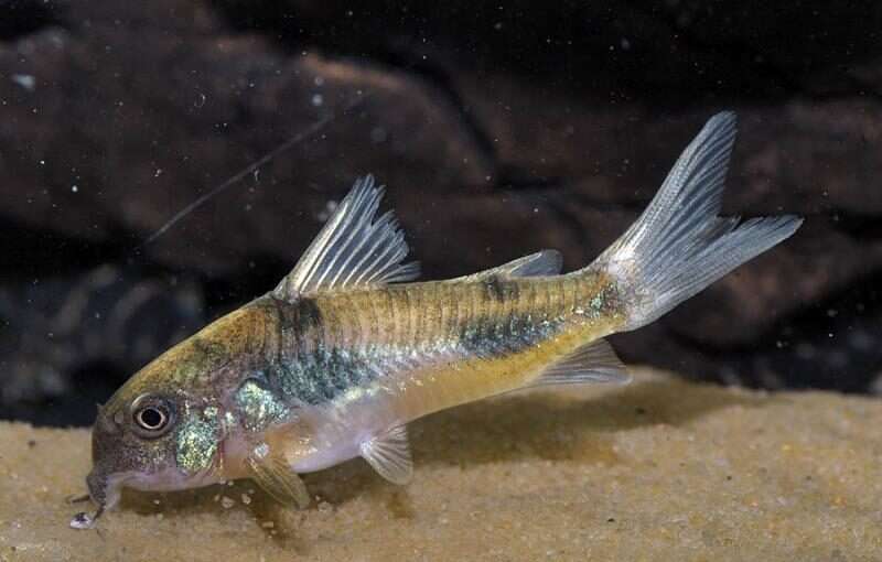 Ehrhardt's corydoras