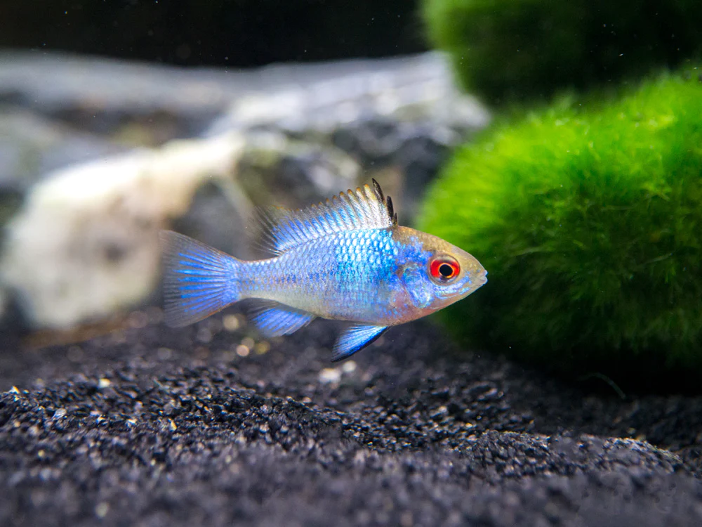 Electric-Blue-Ram-Cichlid-2_1024x1024