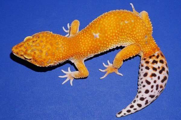 Electric Leopard Gecko