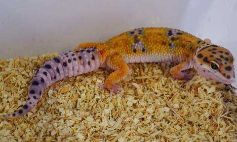 Emerine Leopard Gecko