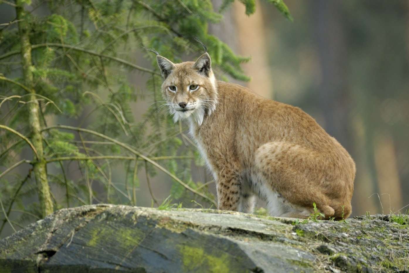 Eurasian lynx.