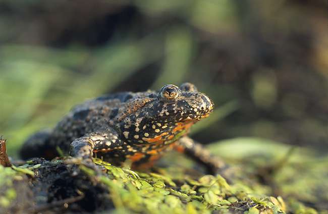 European Fire-Bellied Toad.