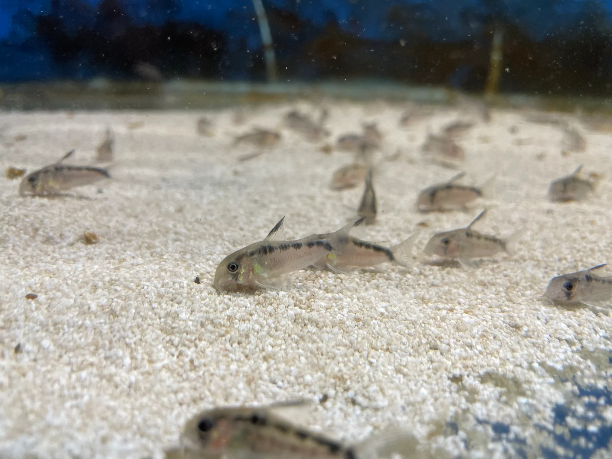 Evelyn's cory fish