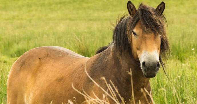 Exmoor_pony