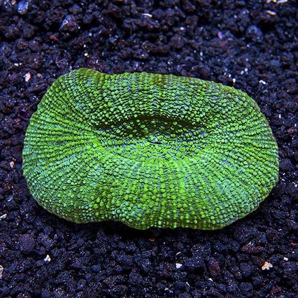 Fancy-Doughnut Coral