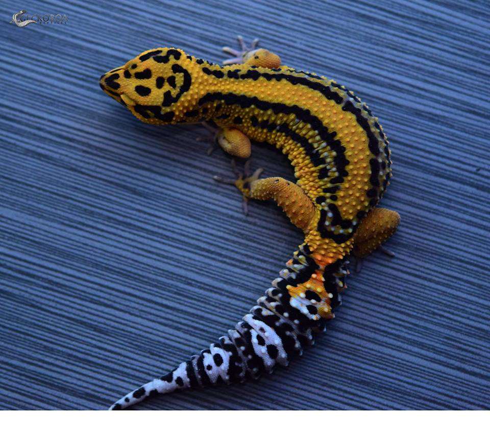 Firebold Leopard-Gecko