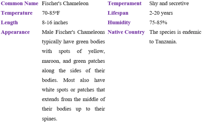 Fischers's chameleon table