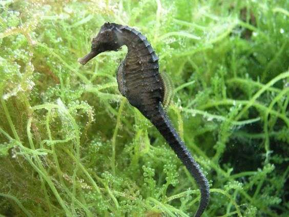 Flatface Seahorse