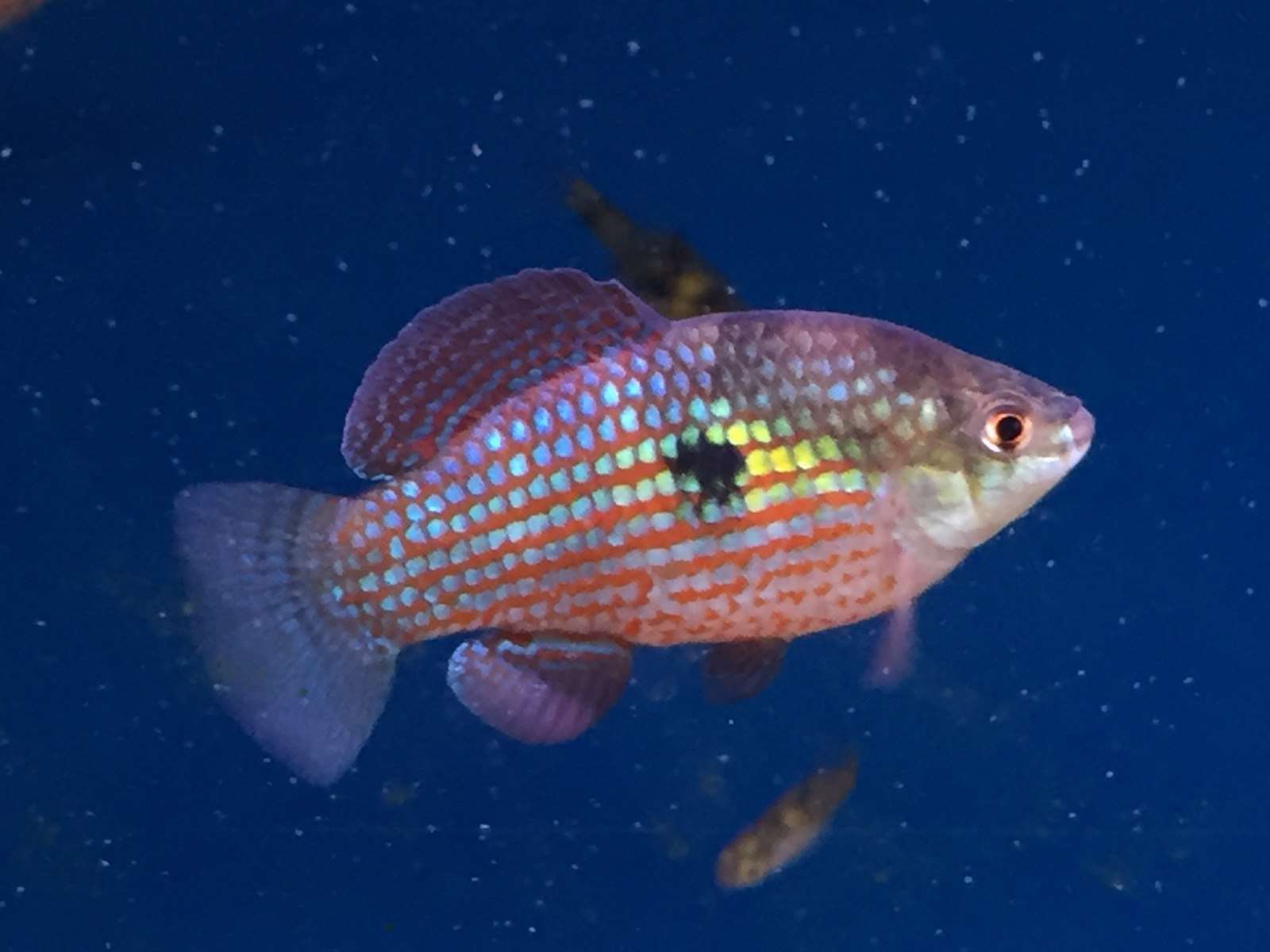 Florida FlagFish