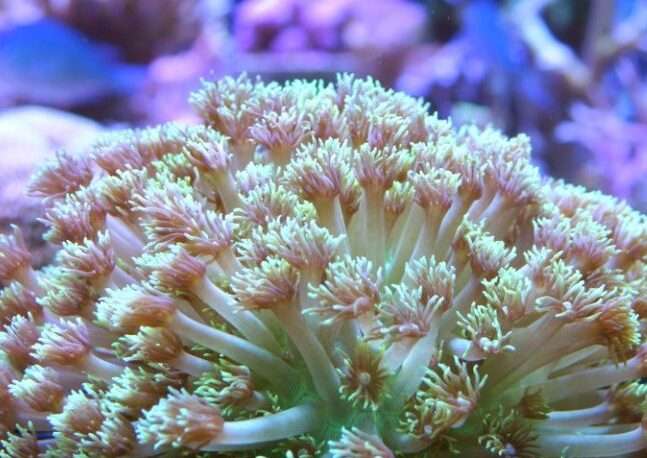 Flowerpot-Coral