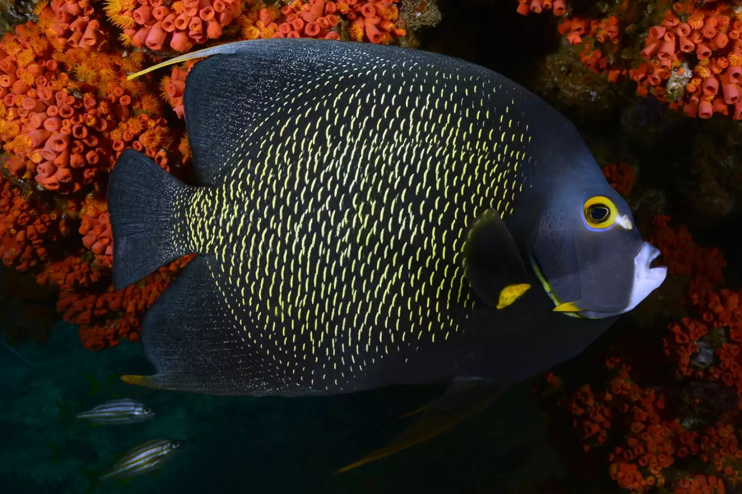 French Angelfish