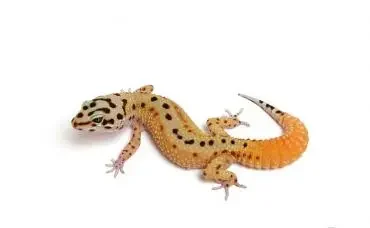 G Project Leopard Gecko