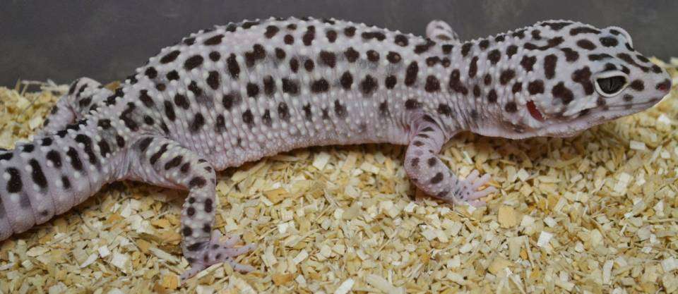 Gem-Snow Leopard Gecko