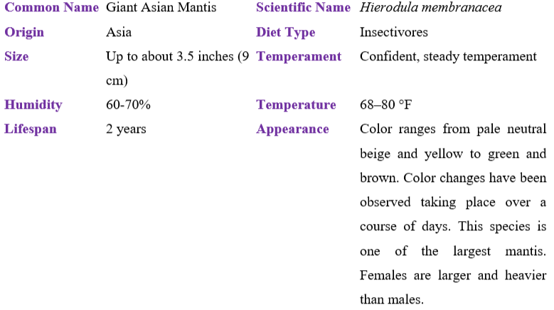Giant Asian Mantis table