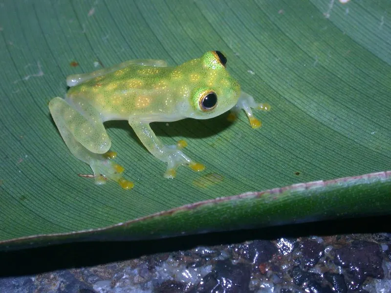 Glass Frog.