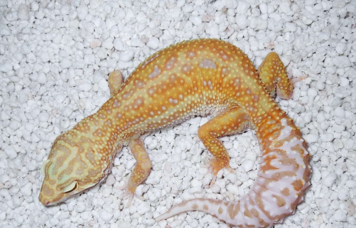 Glow Madness-Leopard Gecko