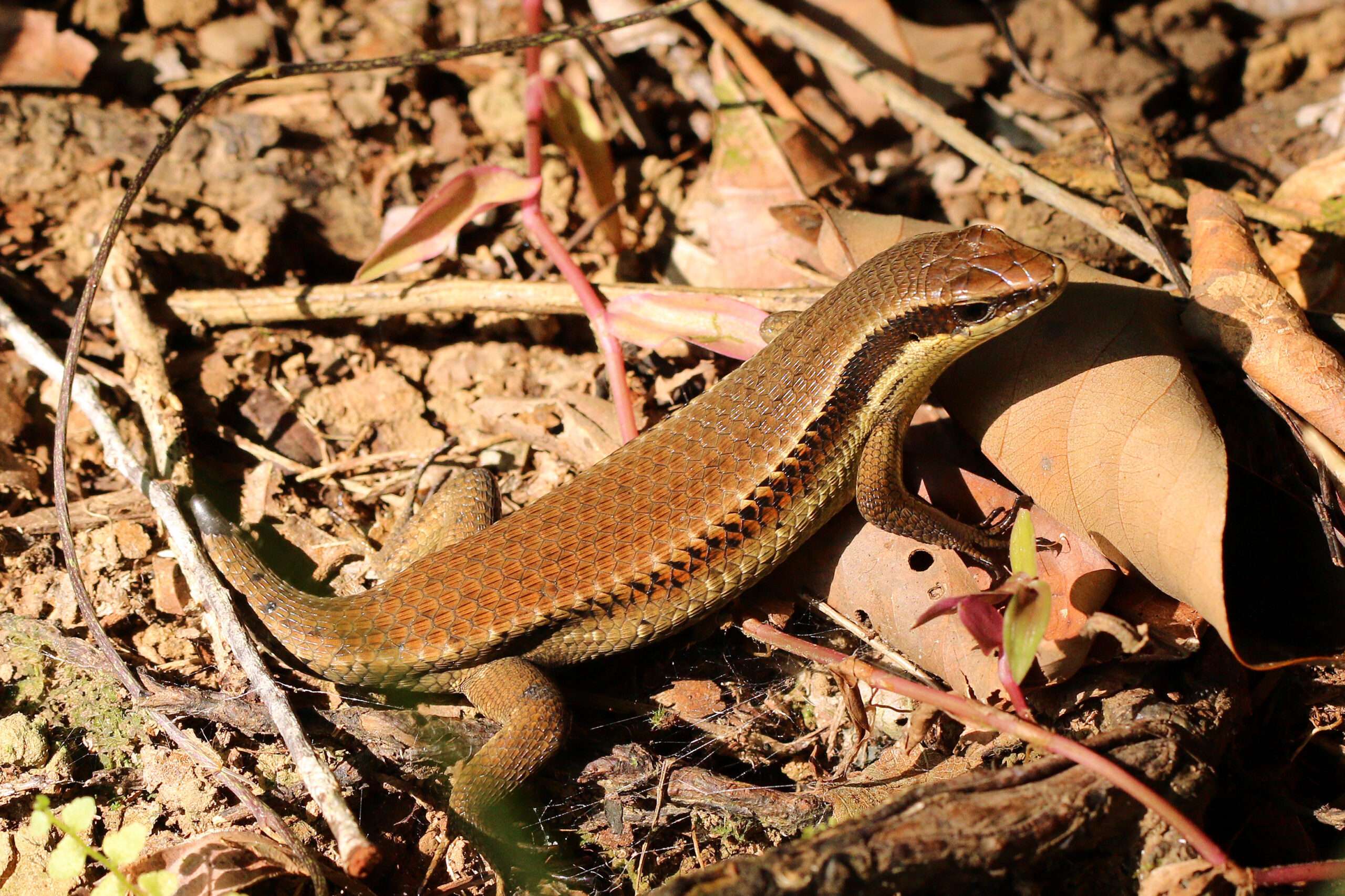 Golden Sun Skinks