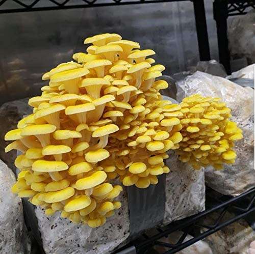 Golden oyster mushroom.