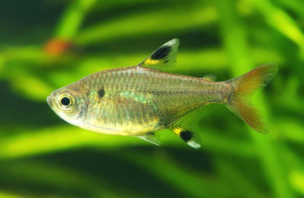 Golden pristella tetra