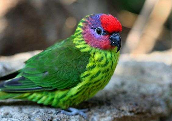 Goldie’s lorikeet