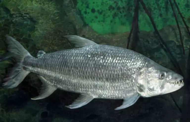Goliath-Tigerfish