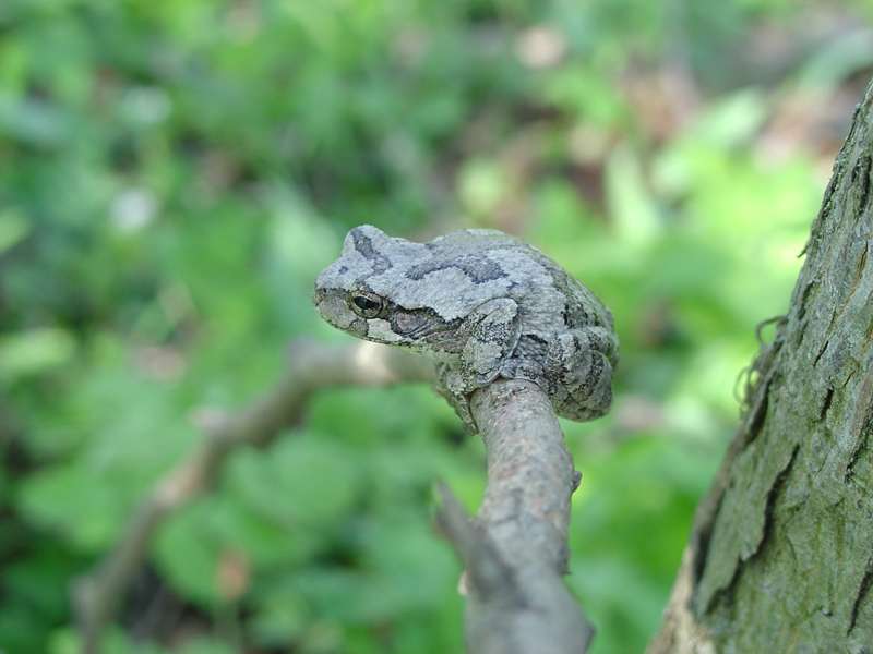 Gray Tree Frog (Hyla versicolor)