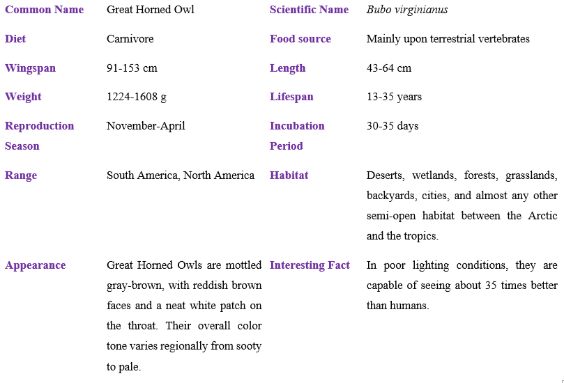 Great horned owl table
