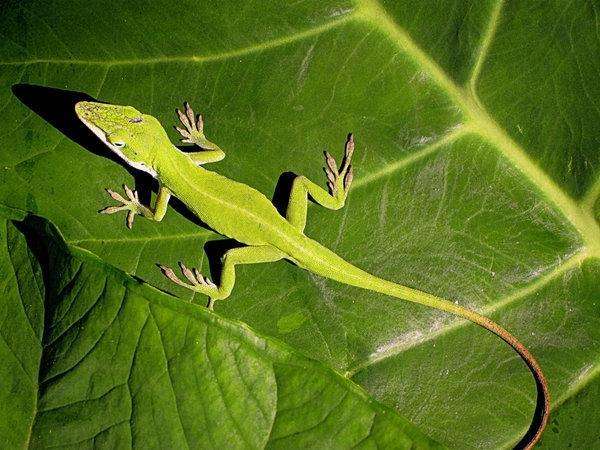 Green-Anole