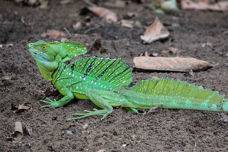 Green-Basilisk Lizard