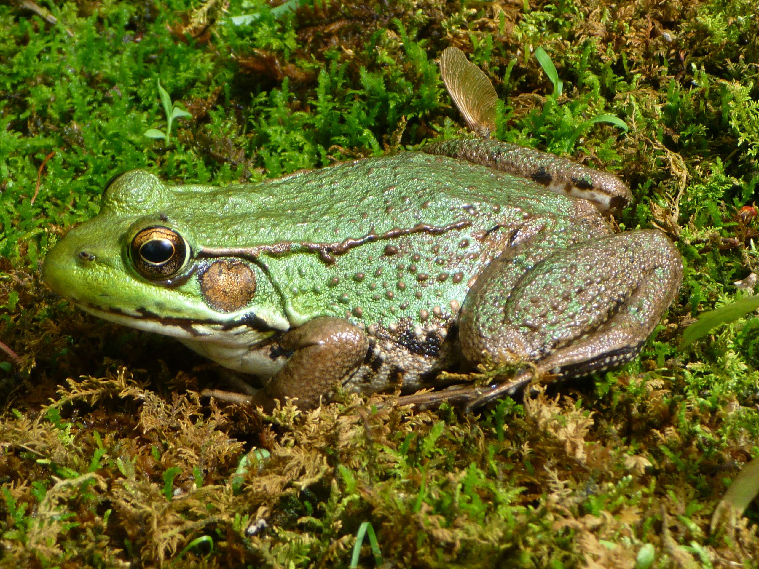 Green Frog