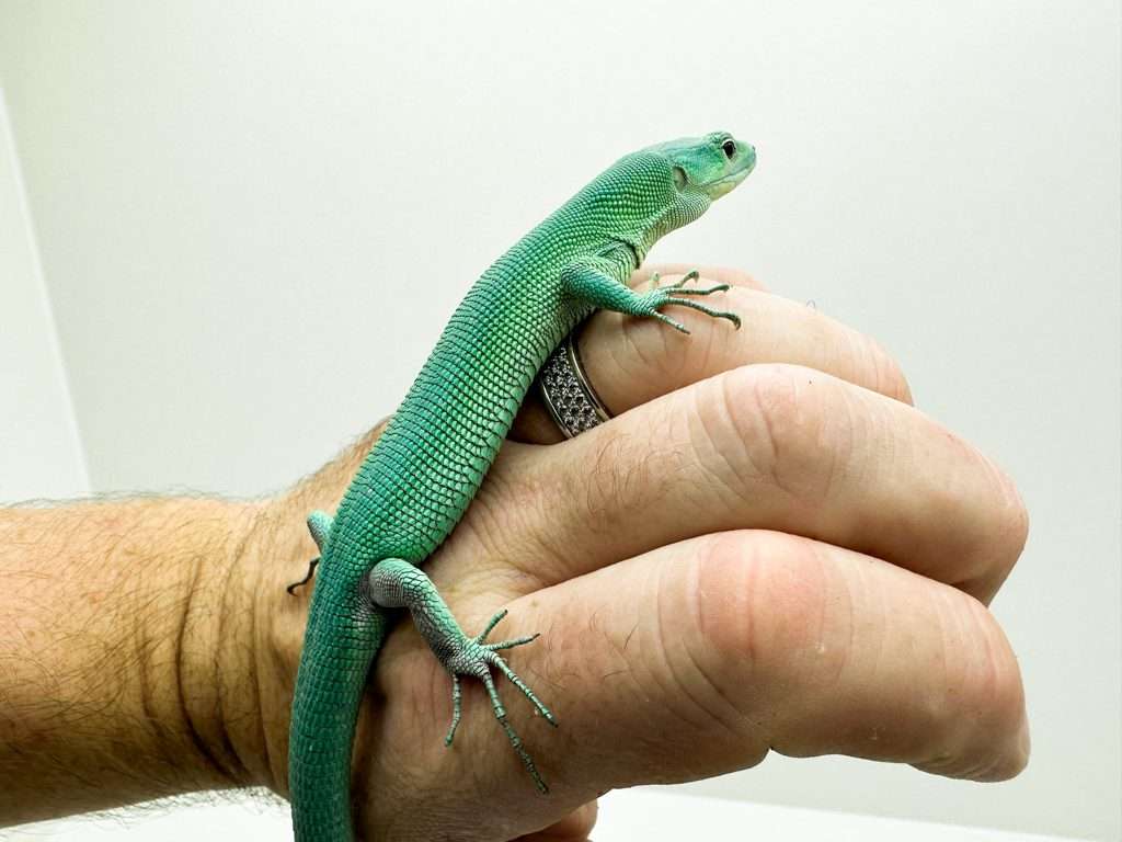 Green-Keel-bellied Lizard