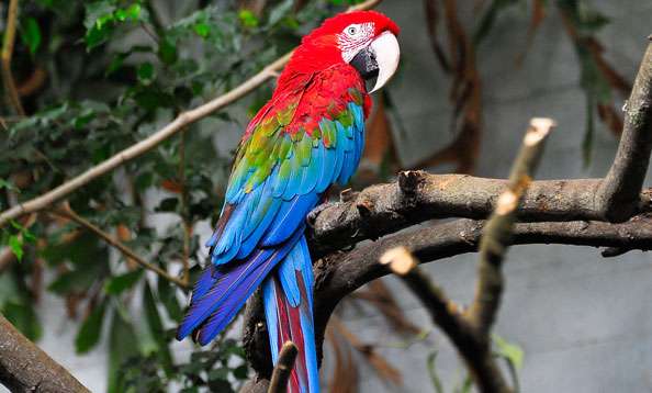 Green-Winged Macaw.