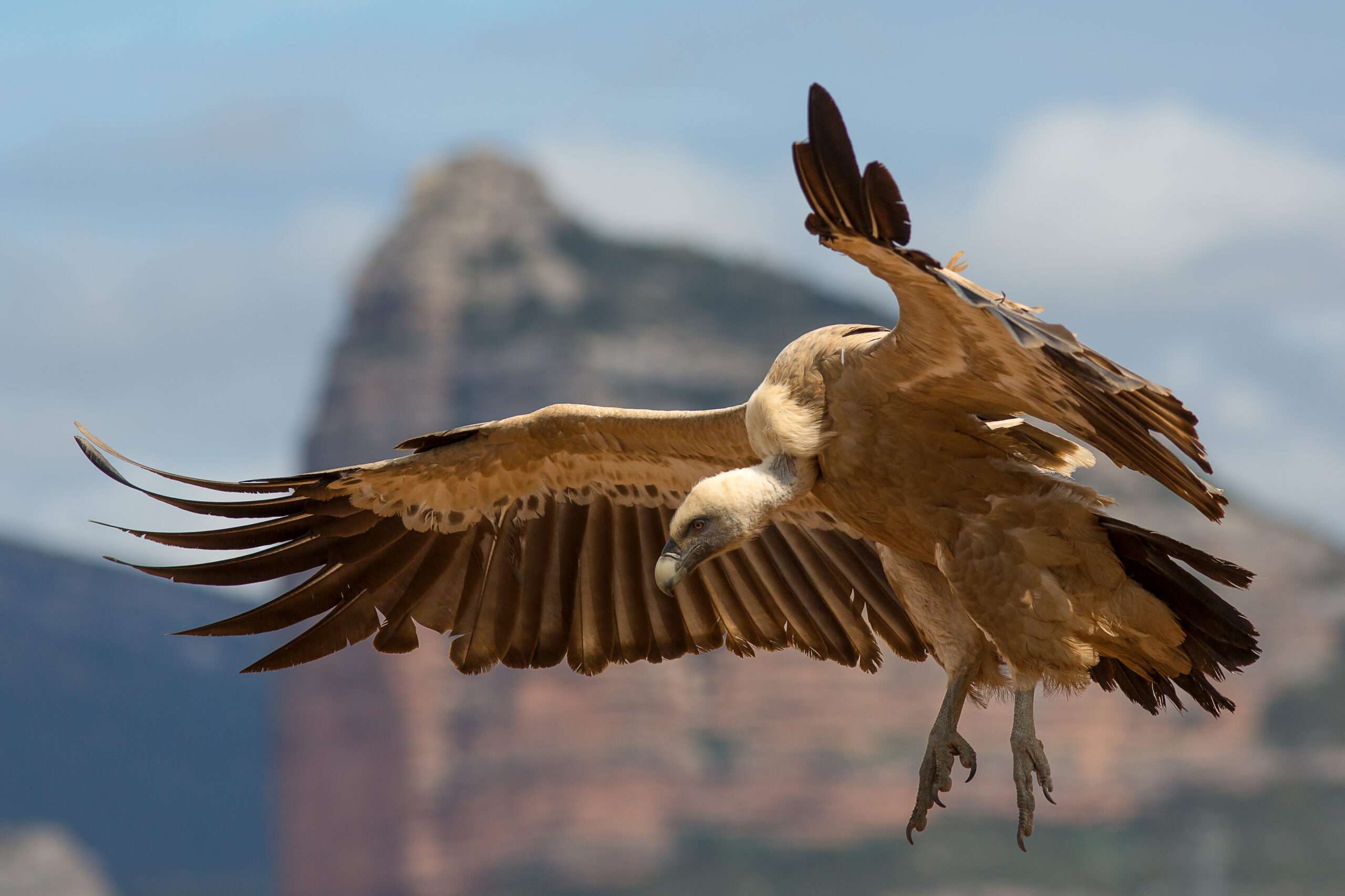 Griffon vulture.