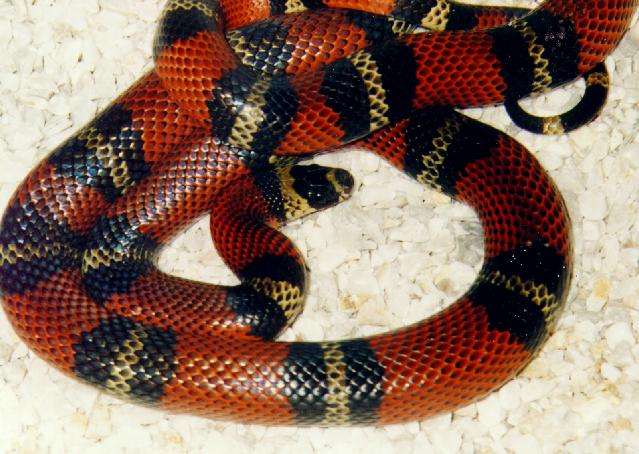 Guatemalan milk snake