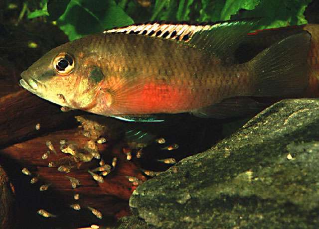 Guenther's Mouthbrooder fish