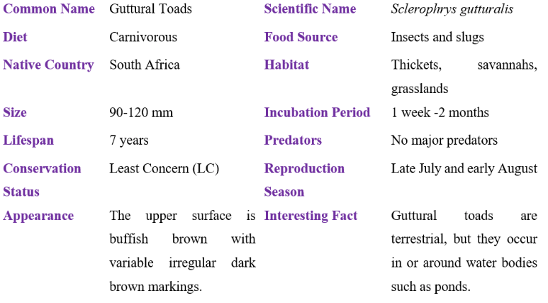 Guttural Toads table